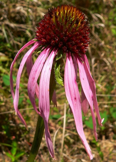 {Echinacea simulata}